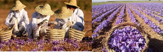 « Taliouine »: The Saffron Capital of Morocco